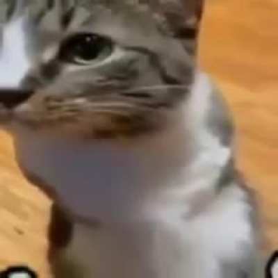 Blursed cat