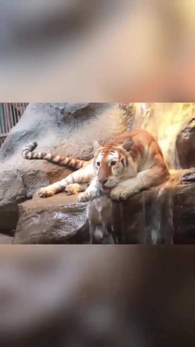 Big derpy kittie