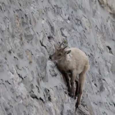 These incredible ibex defy gravity climbing a near-vertical dam in search of nutritious salt.