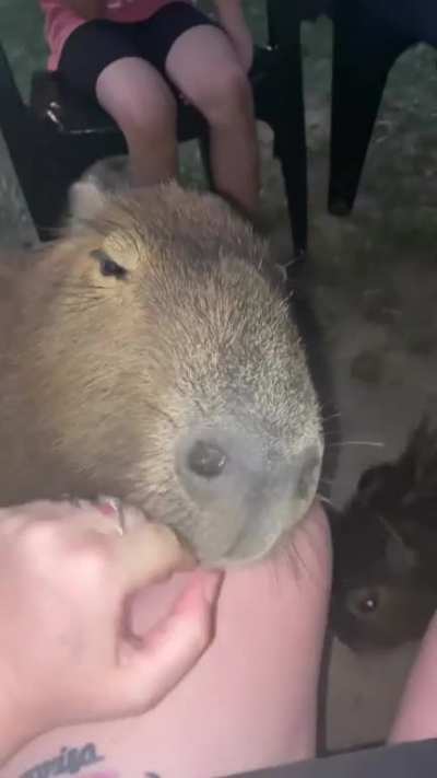 capy is friendly