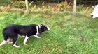 Shepherd dog doesn't give up.