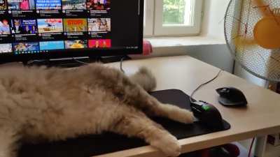 Friends cat during heatwave 32°C/89.6°F