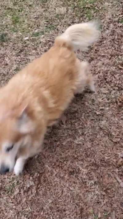 Not today, arthritis!!! 9-year-old Izzy got a new squeaky toy.