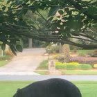 3 legged black bear doing somersaults outside my window