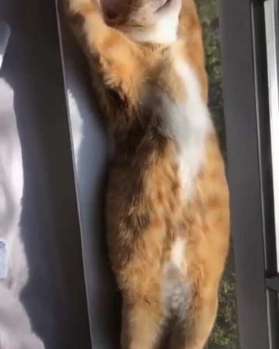 Sunbathing kitty