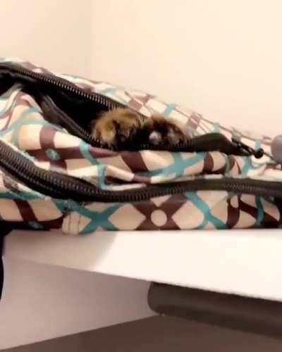 This short video i took of my kitten Atti is my favourite thing in the world.