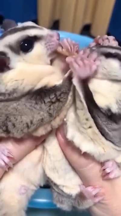 Two angry glider
