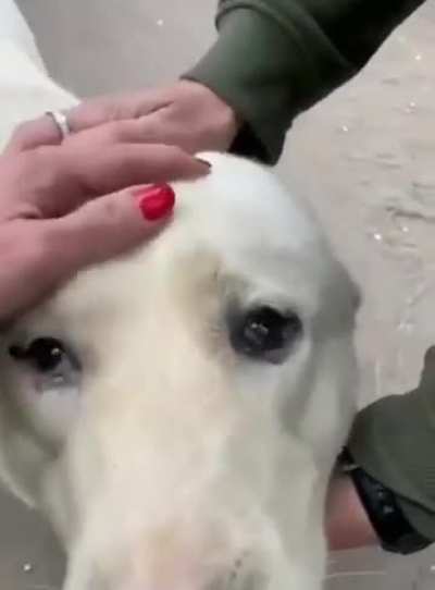 Ukrainian volunteers save dog who’d gone 5 days without food and water under shelling in a village near Vovchansk
