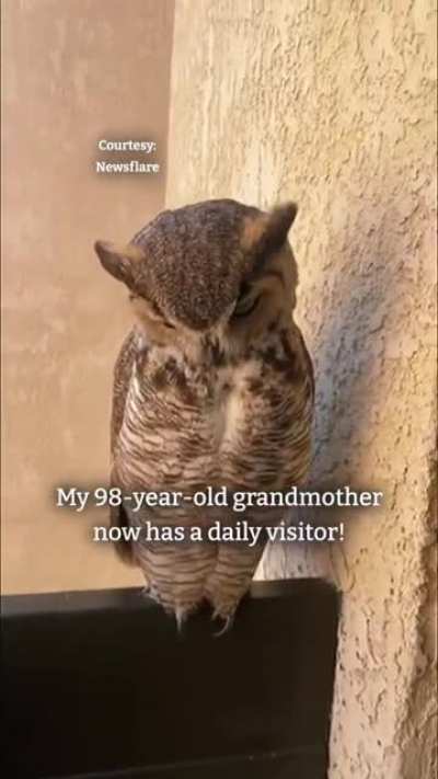 Superb visitor