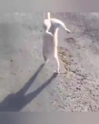 Kitty tries something new