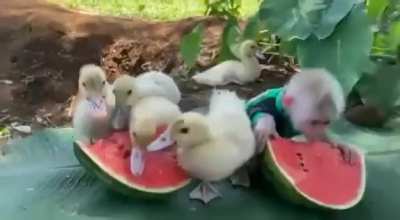 There are fruits for everyone...