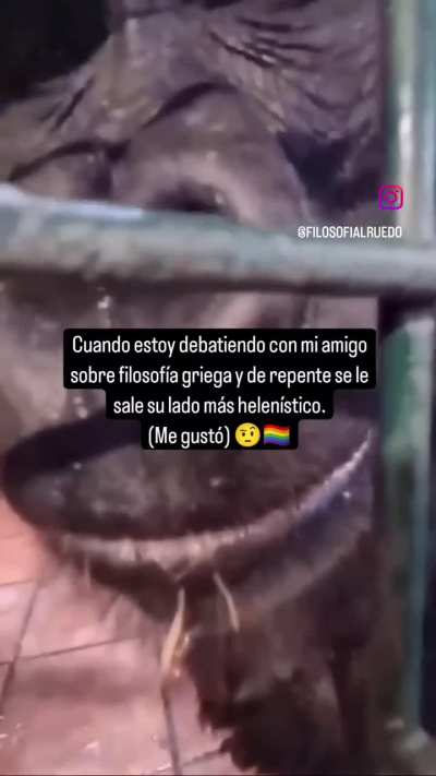 XD