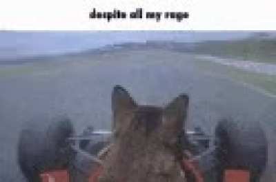 Rage cat