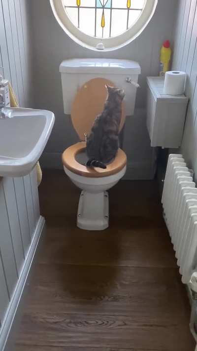 Ever Seen Such A Well-Mannered Cat 😺