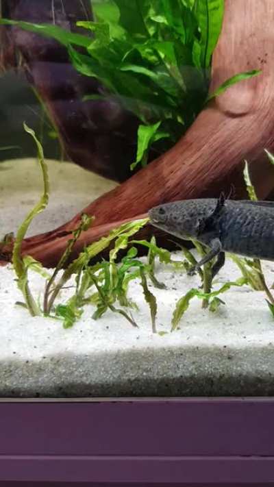just eating some freshly planted plants