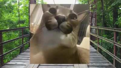 oooo funny cat just ROSTED UUUUU