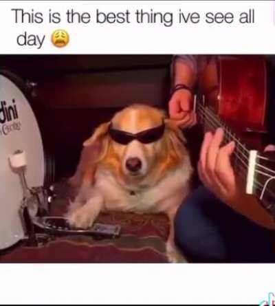 Good boi