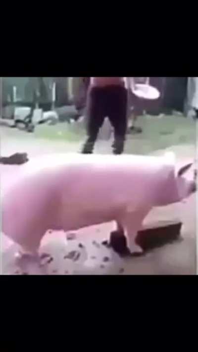 Poor peppa