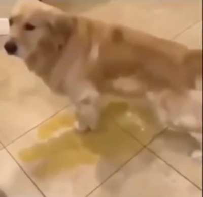 Perro mión