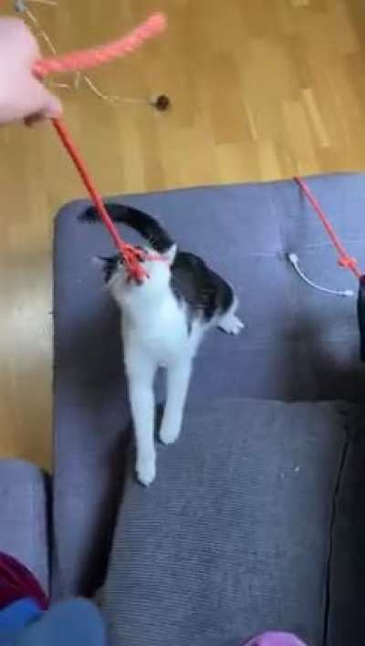 What is wrong with my cat? Is that even a cat??