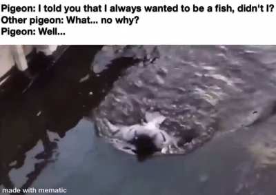 Pigeon be like blub, blub...