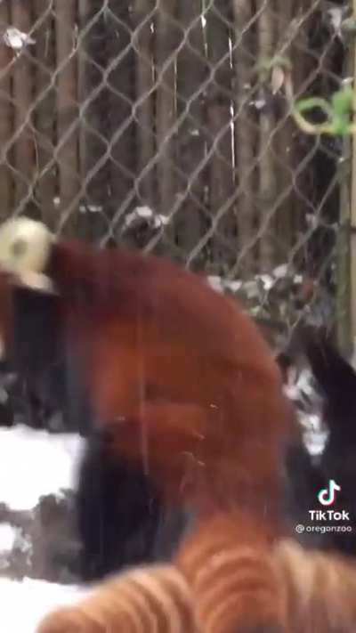 Red panda and Snow makes an Awesome pair <3