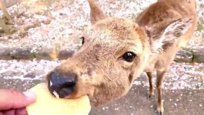 Deer and cherry blossoms in Nara Park, Japan.