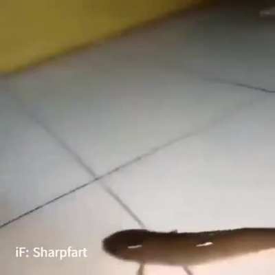 não é só os macacos que evoluíram 😲😲😲