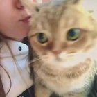 Милый котик ( нужен звук )