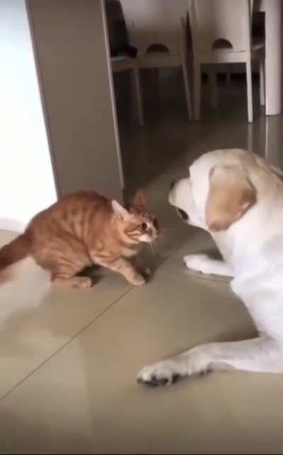 Cat vs Dog