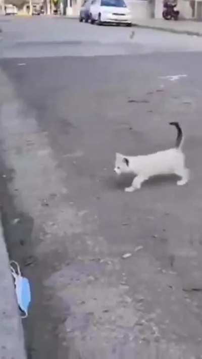 Self-boop
