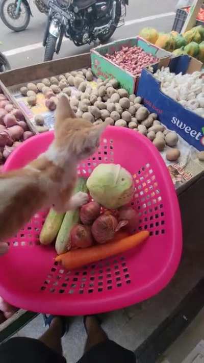 Small onion