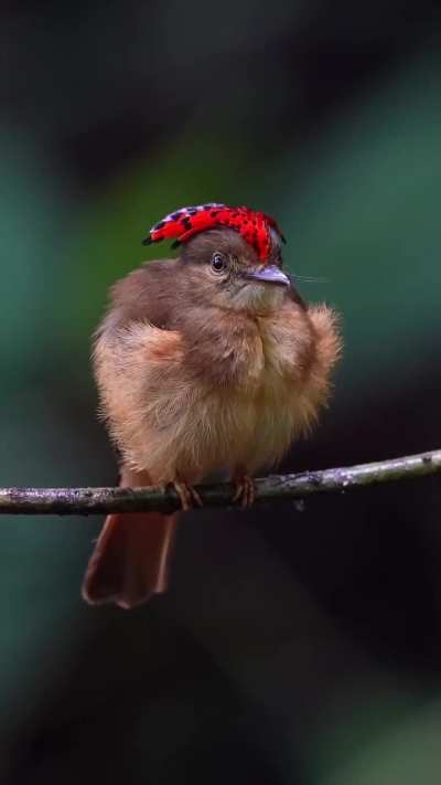 Royal flycatcher crest display