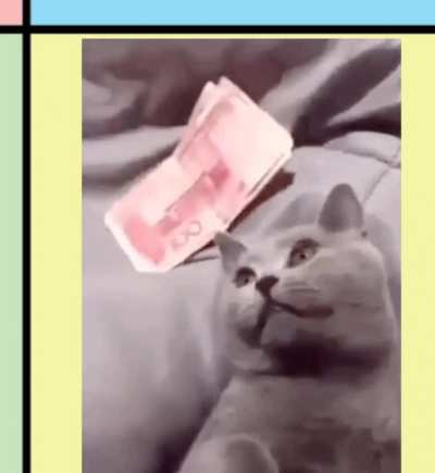 Funi libright cat