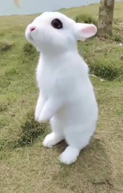 Bunny loves to be fed