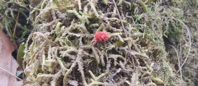 Berry Creature