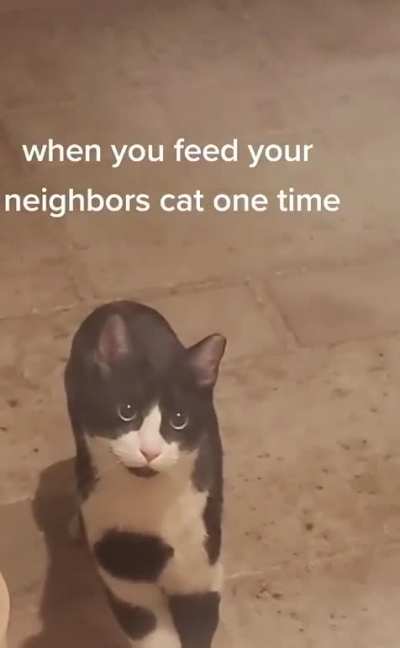 Congrats on the new cat