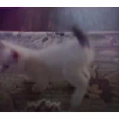🐈🐈🐈