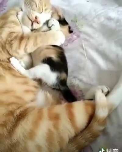 Need someone to hug like that...