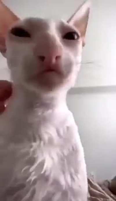 John Wordington's cat