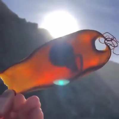 An intact shark egg washed ashore