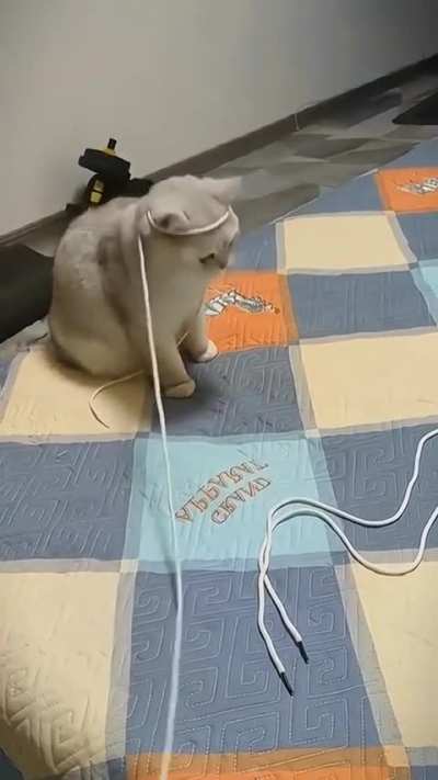 petcat