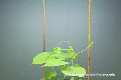 How a vine 