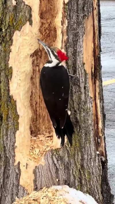 Fuck this tree