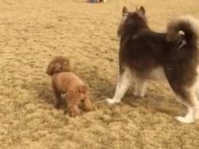 puppy is out of his league