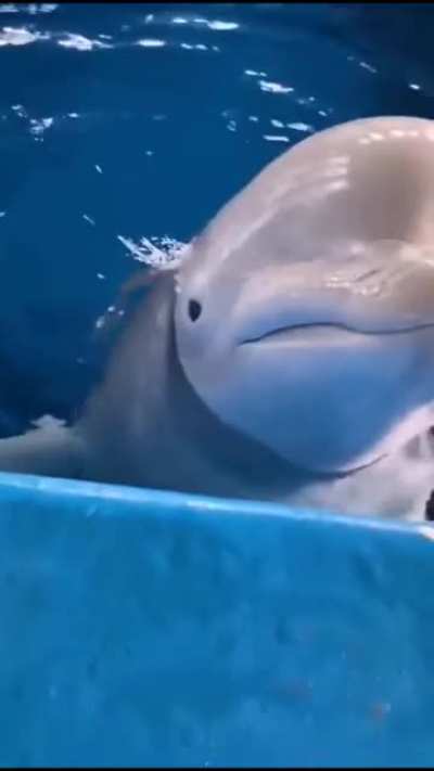 A fish out of water