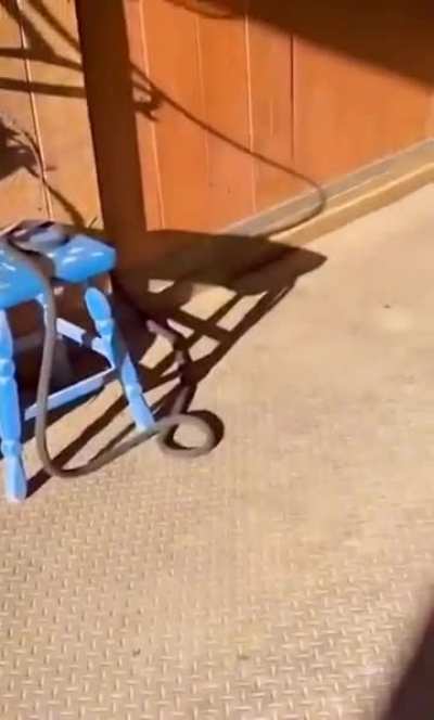 He's just horsing around.