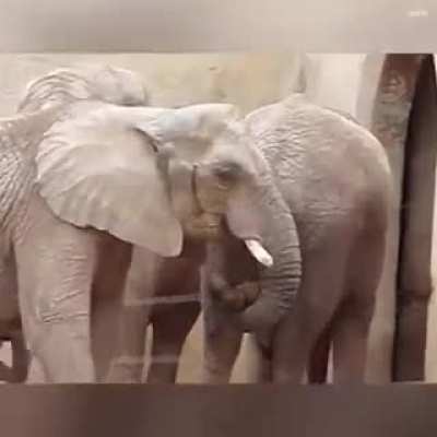 Elephant reaches into another elephant's ass and pulls out shit, eats it.