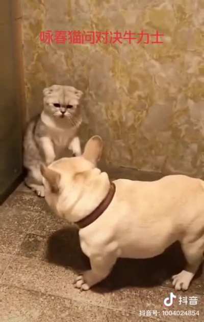 Not again cat