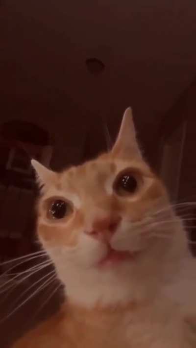 Could we get this cute little guy in BTTV and replace front faced pepe
